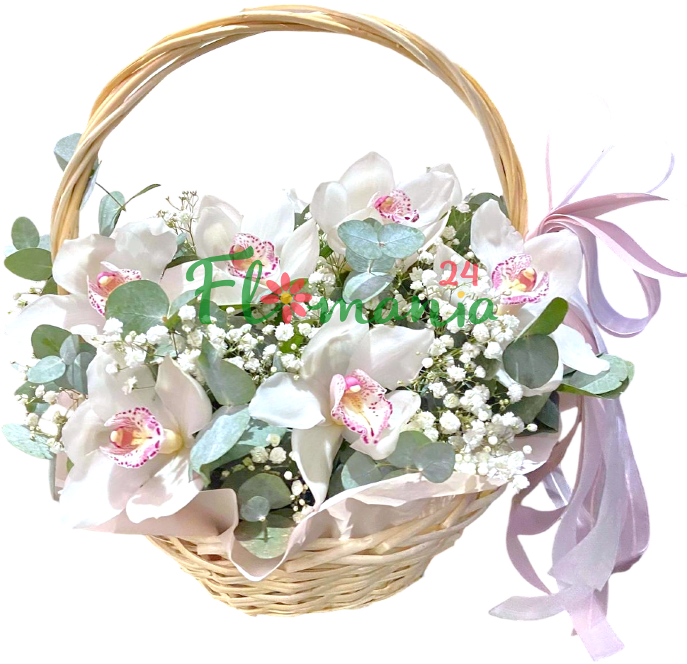 Лунные орхидеи